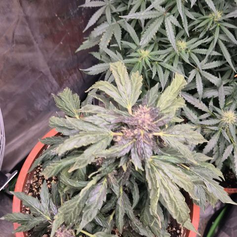 GMO COOKIES auto/zamnesia  growlog timeline photo
