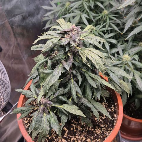 GMO COOKIES auto/zamnesia  growlog timeline photo
