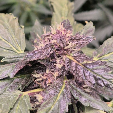 GMO COOKIES auto/zamnesia  growlog timeline photo