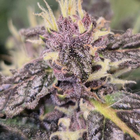 GMO COOKIES auto/zamnesia  growlog timeline photo