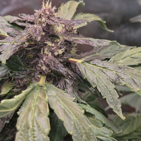 GMO COOKIES auto/zamnesia  growlog timeline photo