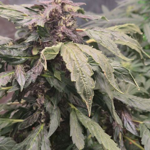 GMO COOKIES auto/zamnesia  growlog timeline photo
