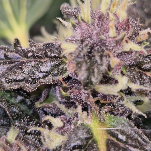GMO COOKIES auto/zamnesia  growlog timeline photo