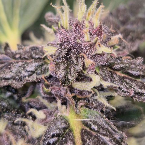 GMO COOKIES auto/zamnesia  growlog timeline photo