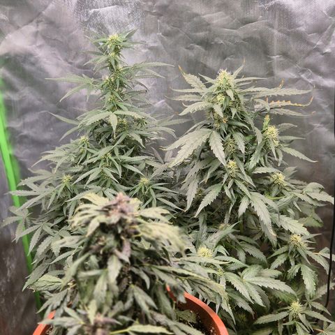 GMO COOKIES auto/zamnesia  growlog timeline photo