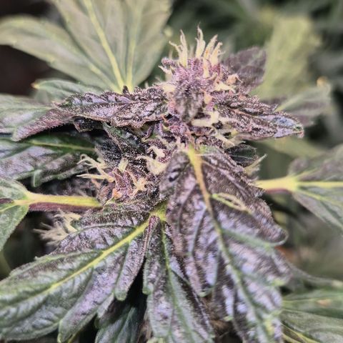 GMO COOKIES auto/zamnesia  growlog timeline photo
