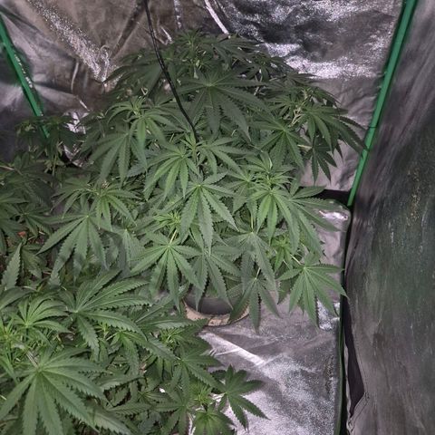 Bruci 🥰 - Bruce banner FEM - GNOMES SEEDS growlog timeline photo