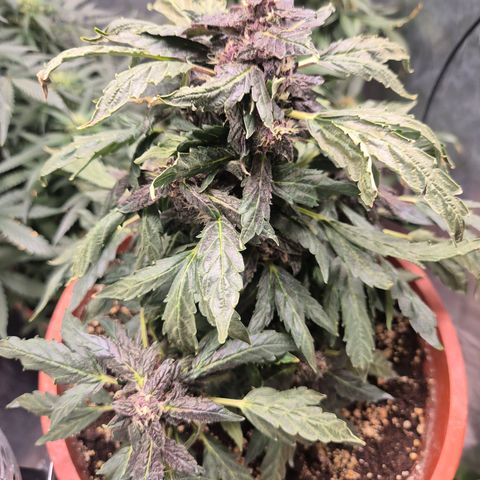 GMO COOKIES auto/zamnesia  growlog timeline photo