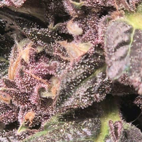 GMO COOKIES auto/zamnesia  growlog timeline photo