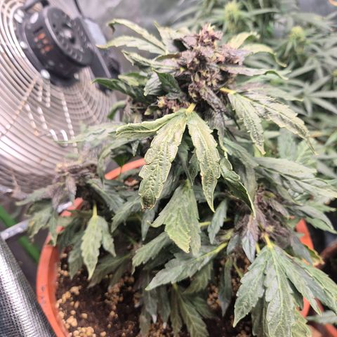 GMO COOKIES auto/zamnesia  growlog timeline photo