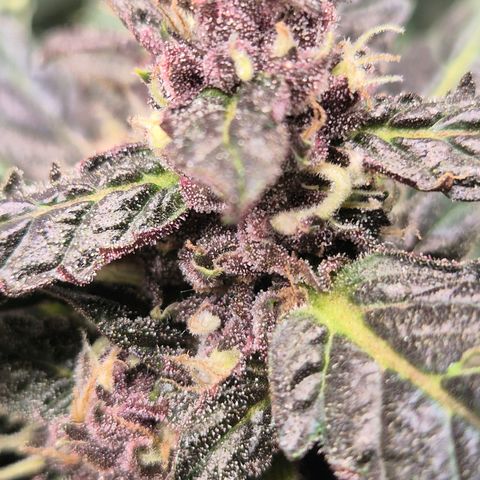GMO COOKIES auto/zamnesia  growlog timeline photo