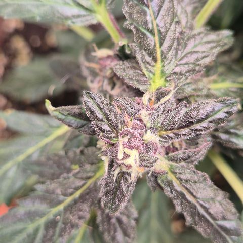 GMO COOKIES auto/zamnesia  growlog timeline photo