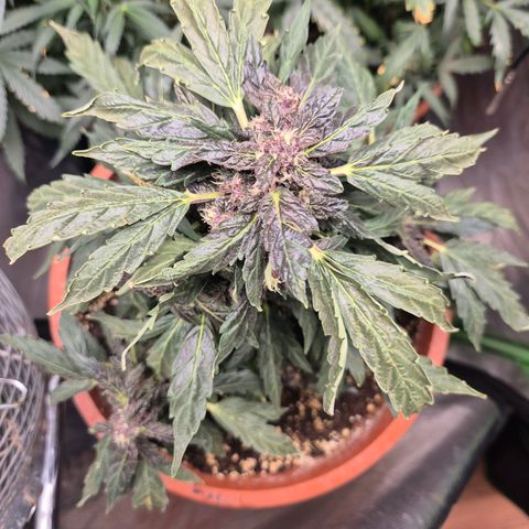 GMO COOKIES auto/zamnesia  growlog timeline photo