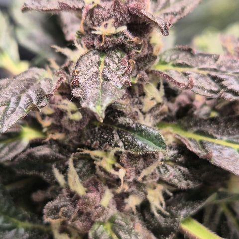 GMO COOKIES auto/zamnesia  growlog timeline photo