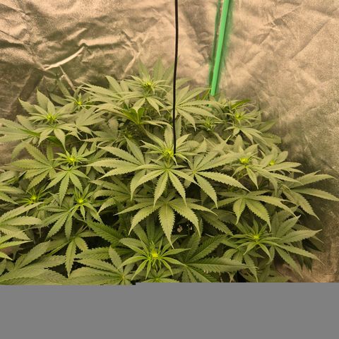Bruci 🥰 - Bruce banner FEM - GNOMES SEEDS growlog timeline photo