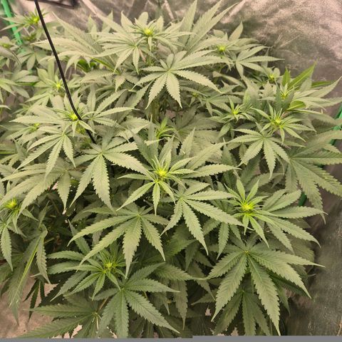 Bruci 🥰 - Bruce banner FEM - GNOMES SEEDS growlog timeline photo