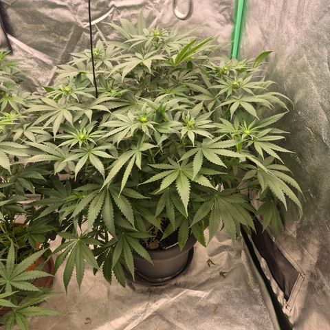 Bruci 🥰 - Bruce banner FEM - GNOMES SEEDS growlog timeline photo