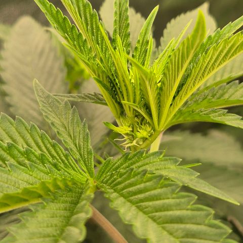 Tangerine dream ❤️ growlog timeline photo