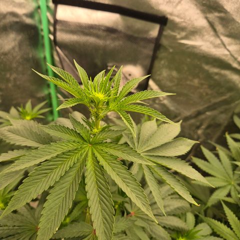 Tangerine dream ❤️ growlog timeline photo