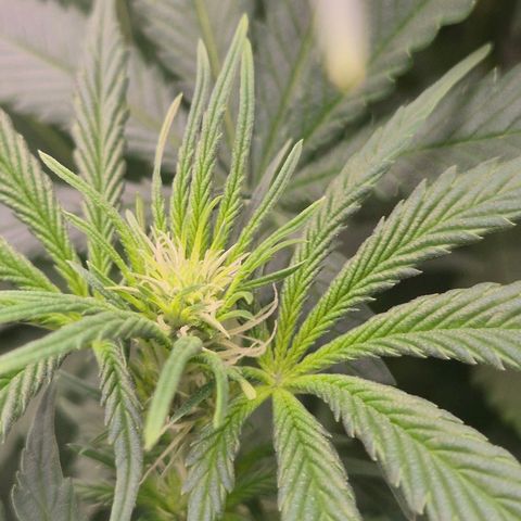 Bruci 🥰 - Bruce banner FEM - GNOMES SEEDS growlog timeline photo