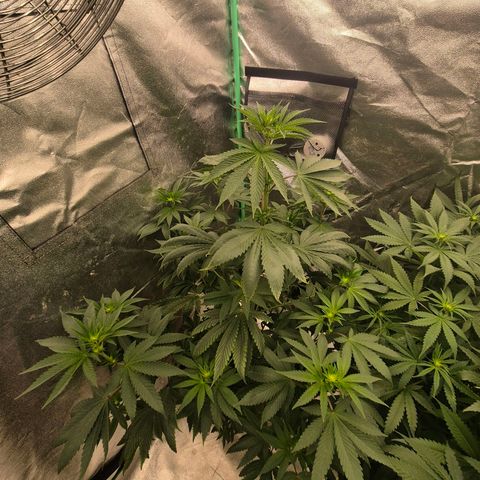 Tangerine dream ❤️ growlog timeline photo