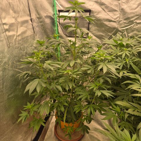 Tangerine dream ❤️ growlog timeline photo