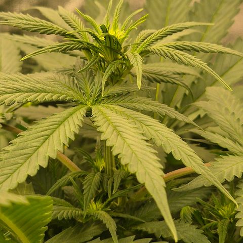 Bruci 🥰 - Bruce banner FEM - GNOMES SEEDS growlog timeline photo