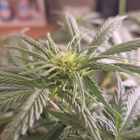 Bruci 🥰 - Bruce banner FEM - GNOMES SEEDS growlog photo: 🫠🫠🫠🫠🤩🤩🤩🙌👏❤️