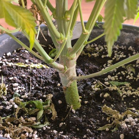Bruci 🥰 - Bruce banner FEM - GNOMES SEEDS growlog photo: 🫠🫠🫠🫠🤩🤩🤩🙌👏❤️