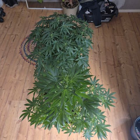 Bruci 🥰 - Bruce banner FEM - GNOMES SEEDS growlog photo: 🫠🫠🫠🫠🤩🤩🤩🙌👏❤️