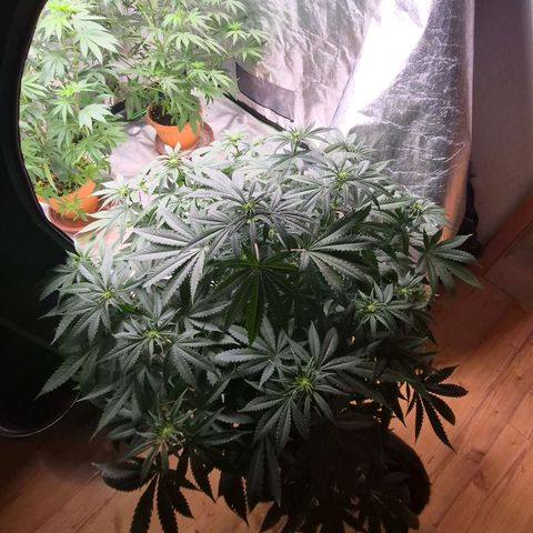 Bruci 🥰 - Bruce banner FEM - GNOMES SEEDS growlog photo: 🫠🫠🫠🫠🤩🤩🤩🙌👏❤️