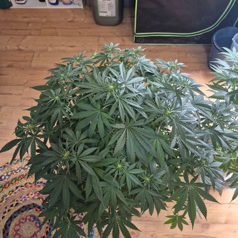 Bruci 🥰 - Bruce banner FEM - GNOMES SEEDS growlog photo: 🫠🫠🫠🫠🤩🤩🤩🙌👏❤️