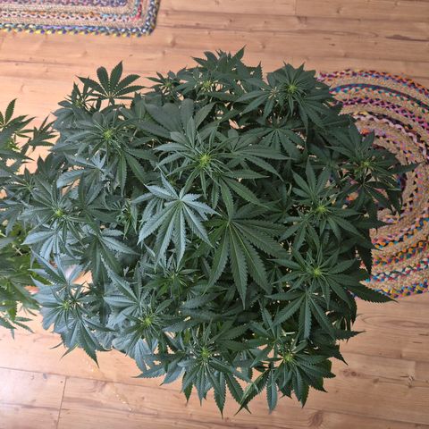 Bruci 🥰 - Bruce banner FEM - GNOMES SEEDS growlog photo: 🫠🫠🫠🫠🤩🤩🤩🙌👏❤️