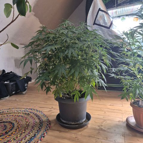 Bruci 🥰 - Bruce banner FEM - GNOMES SEEDS growlog photo: 🫠🫠🫠🫠🤩🤩🤩🙌👏❤️