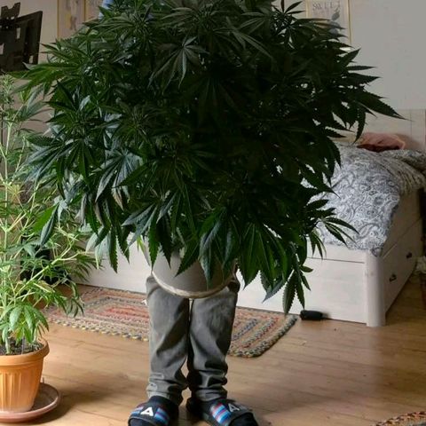Bruci 🥰 - Bruce banner FEM - GNOMES SEEDS growlog photo: 🫠🫠🫠🫠🤩🤩🤩🙌👏❤️