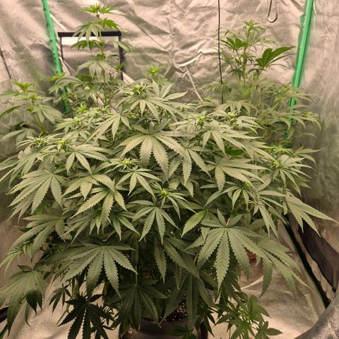Bruci 🥰 - Bruce banner FEM - GNOMES SEEDS growlog photo: 🫠🫠🫠🫠🤩🤩🤩🙌👏❤️