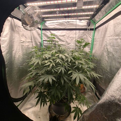 Bruci 🥰 - Bruce banner FEM - GNOMES SEEDS growlog photo: 🫠🫠🫠🫠🤩🤩🤩🙌👏❤️