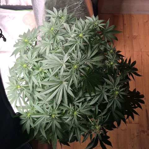 Bruci 🥰 - Bruce banner FEM - GNOMES SEEDS growlog timeline photo