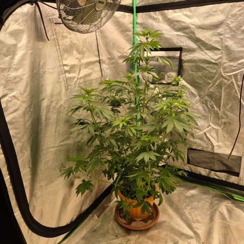 Tangerine dream ❤️ growlog timeline photo