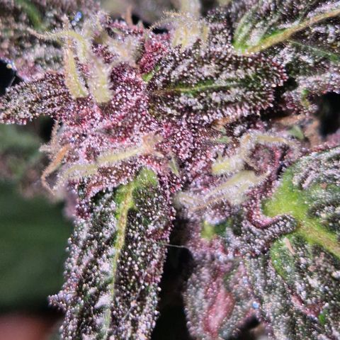 GMO COOKIES auto/zamnesia  growlog timeline photo