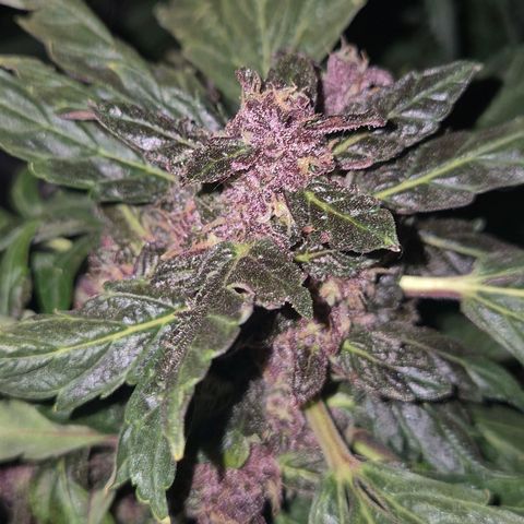 GMO COOKIES auto/zamnesia  growlog timeline photo