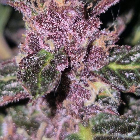 GMO COOKIES auto/zamnesia  growlog timeline photo