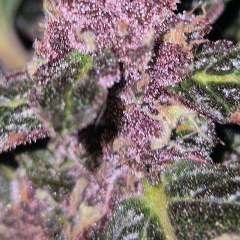 GMO COOKIES auto/zamnesia  growlog timeline photo