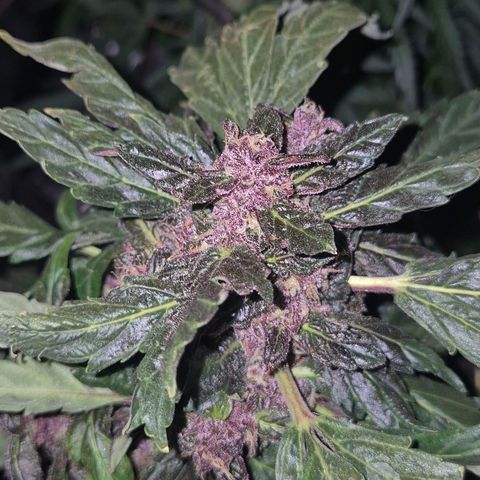 GMO COOKIES auto/zamnesia  growlog timeline photo
