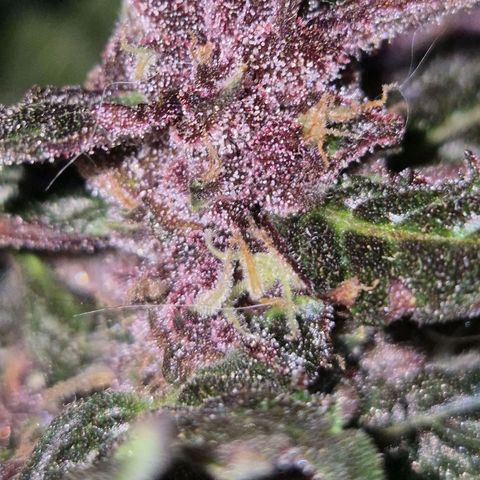 GMO COOKIES auto/zamnesia  growlog timeline photo
