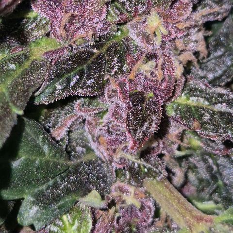 GMO COOKIES auto/zamnesia  growlog timeline photo