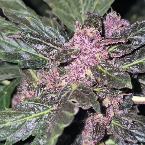 GMO COOKIES auto/zamnesia  growlog timeline photo