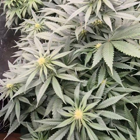 Bruci 🥰 - Bruce banner FEM - GNOMES SEEDS growlog photo: 👏🤩❤️