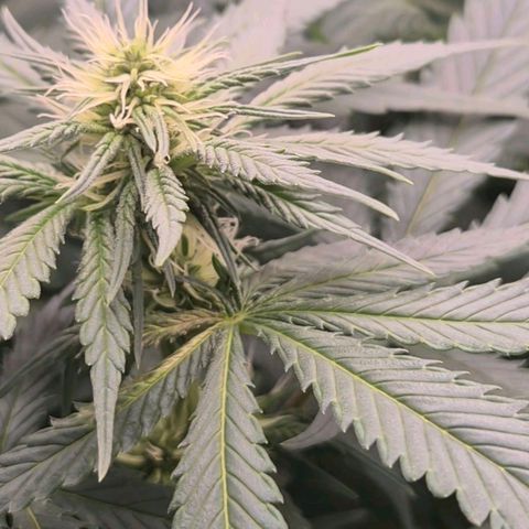 Bruci 🥰 - Bruce banner FEM - GNOMES SEEDS growlog photo: 👏🤩❤️