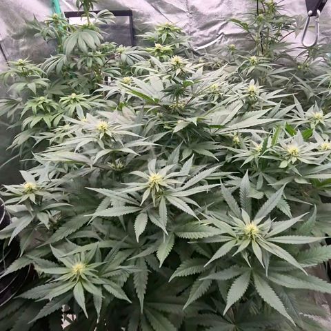 Bruci 🥰 - Bruce banner FEM - GNOMES SEEDS growlog photo: 👏🤩❤️